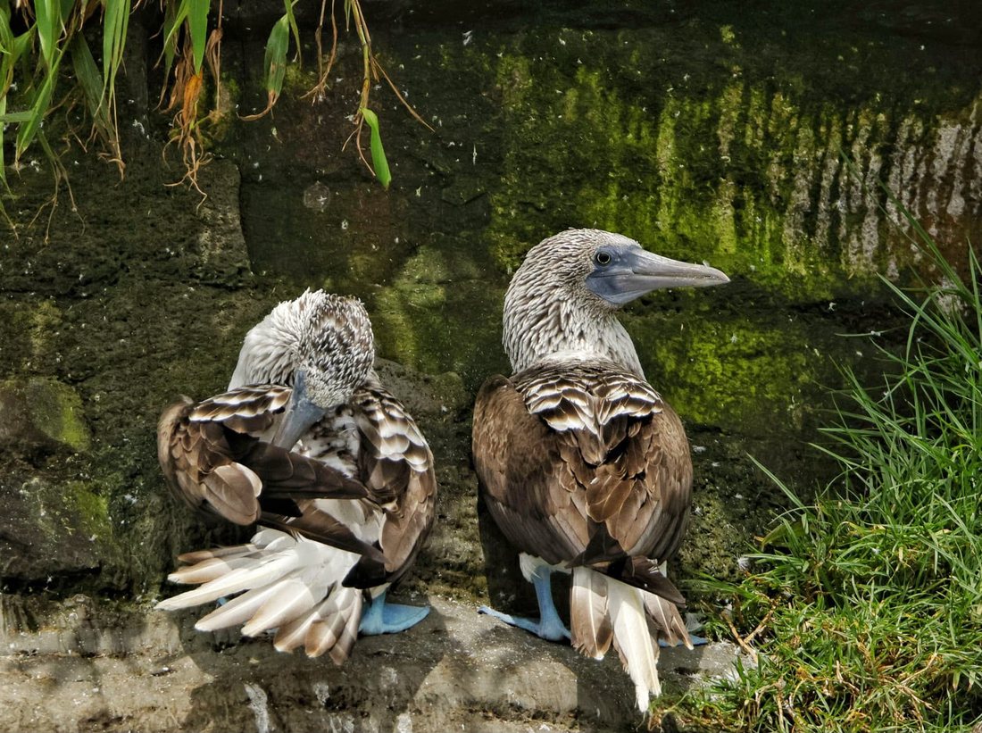 Piqueros patiazules