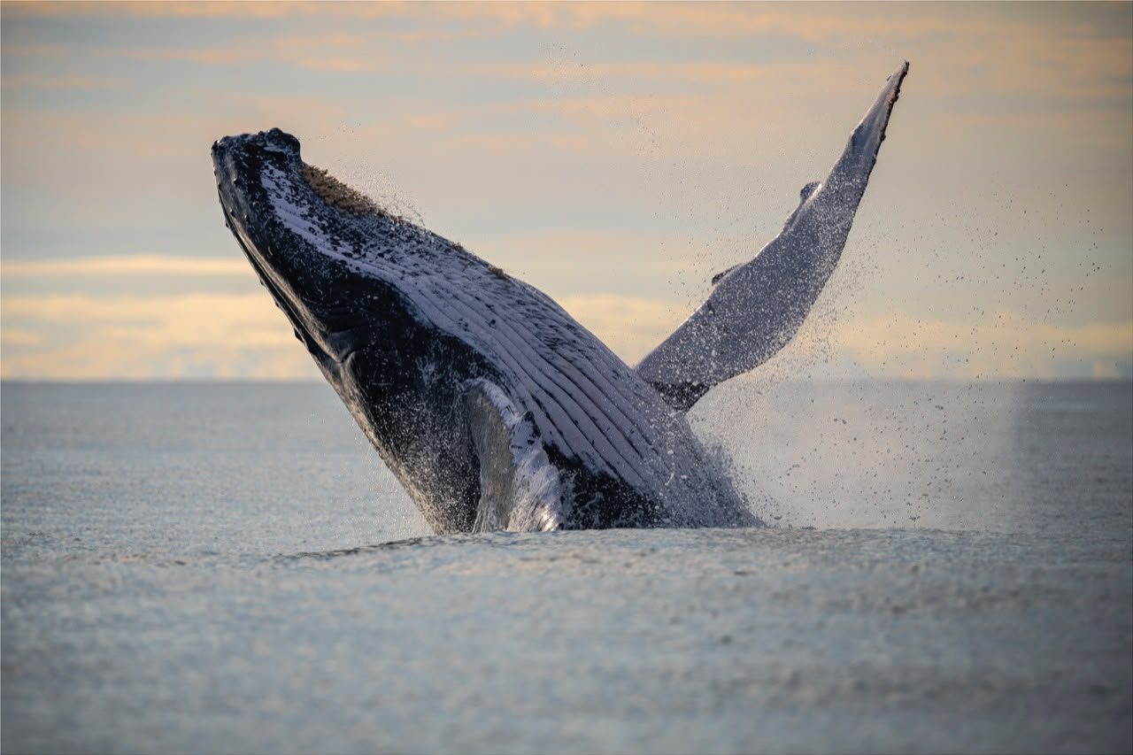 Ballena jorobada al atardecer