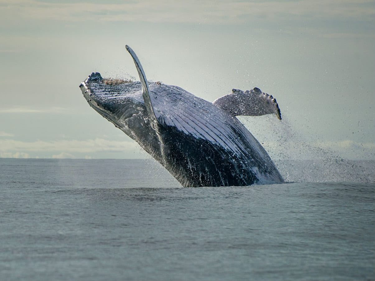 Ballena jorobada saltando frente al Pacífico colombiano