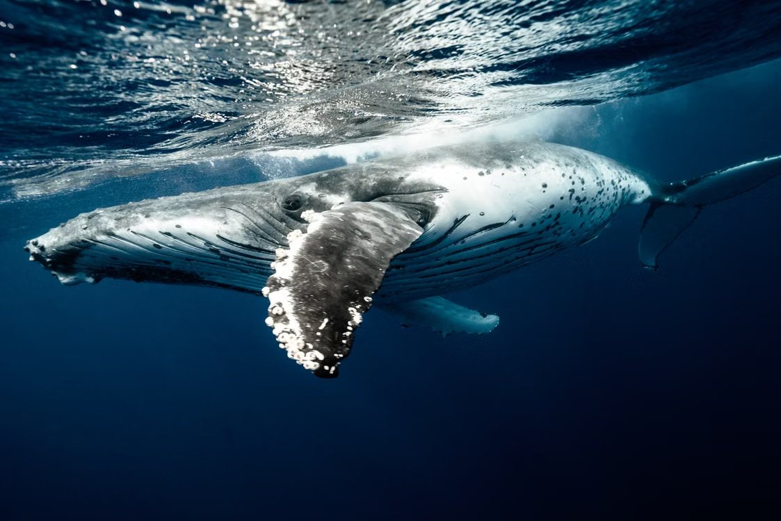 Ballena jorobada nadando bajo el agua durante el avistamiento con hidrófono en Bahía Málaga